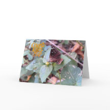 Geef nooit het Wenskaart van een blanco vlinder op