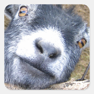 Geef ons een kus... vierkante sticker