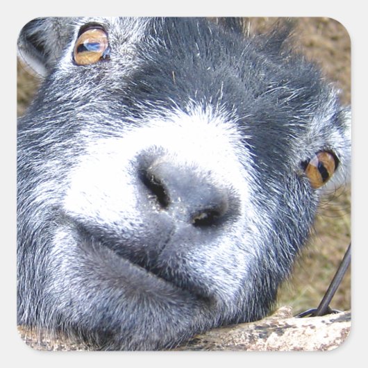Geef ons een kus... vierkante sticker (Voorkant)