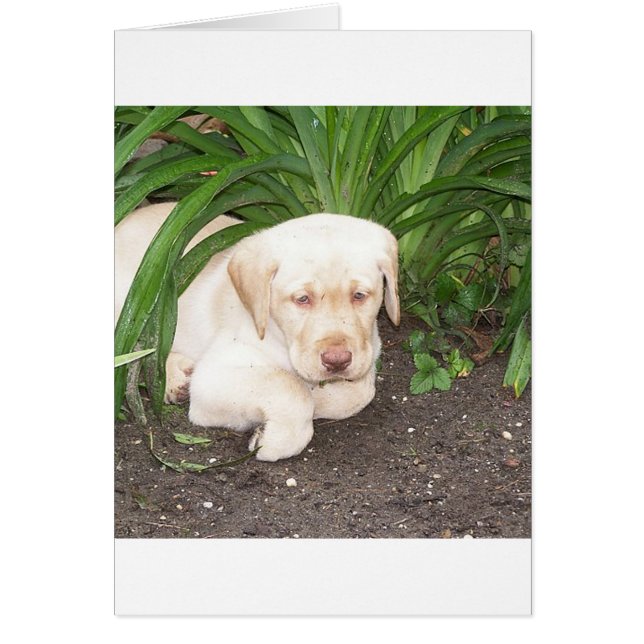 geel 3 lab leggen (Voorkant)