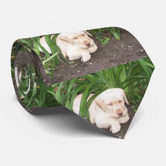 geel 3 lab leggen stropdas (Opgerold)