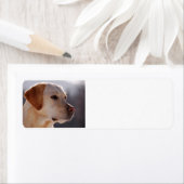 geel 3 Labrador_Retriever.png Etiket (Insitu)