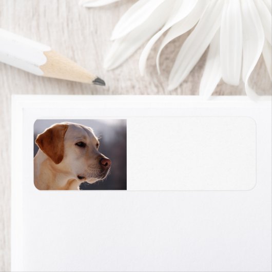 geel 3 Labrador_Retriever.png Etiket (Insitu)