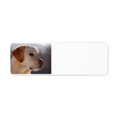 geel 3 Labrador_Retriever.png Etiket (Voorkant)