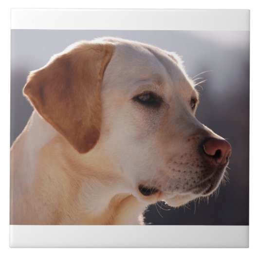 geel 3 Labrador_Retriever.png Tegeltje (Voorkant)