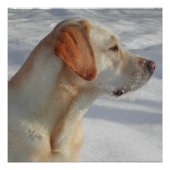 geel 4 lab perfect poster (Voorkant)