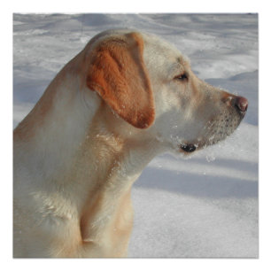 geel 4 lab perfect poster