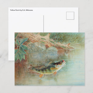 Geel Baars door S.A. Kilbourne, Vintage Vis Briefkaart