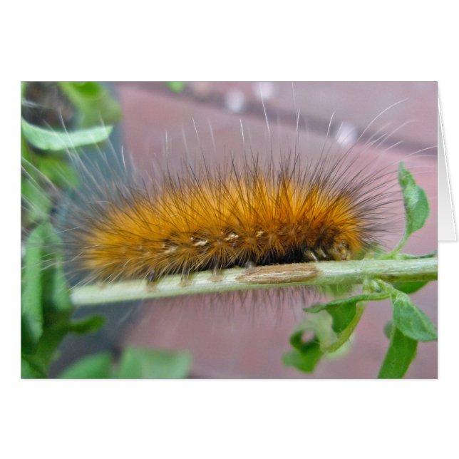 Geel Beer Caterpipe Virginiaanse tijger moth Items (Voorkant Horizontaal)