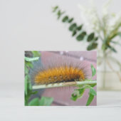 Geel Beer Caterpipe Virginiaanse tijger moth Items Briefkaart (Staand voorkant)