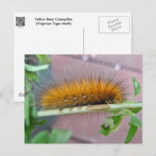 Geel Beer Caterpipe Virginiaanse tijger moth Items Briefkaart (Voorkant / Achterkant)