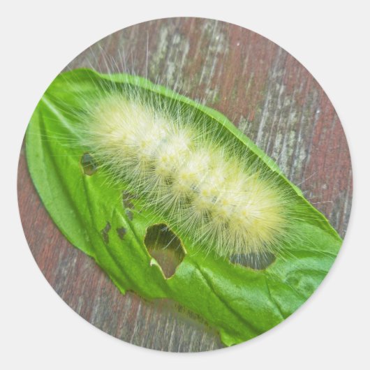 Geel Beer Caterpipe Virginiaanse tijger moth Items Ronde Sticker (Voorkant)