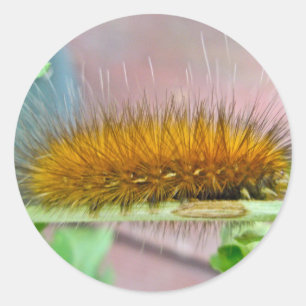 Geel Beer Caterpipe Virginiaanse tijger moth Items Ronde Sticker