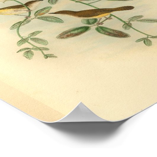 Geel Bellied Flycatcher Bird  Print (Hoek)