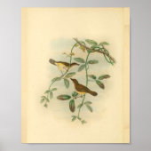 Geel Bellied Flycatcher Bird  Print (Voorkant)