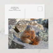 Geel-Bellied Marmot Briefkaart (Voorkant / Achterkant)