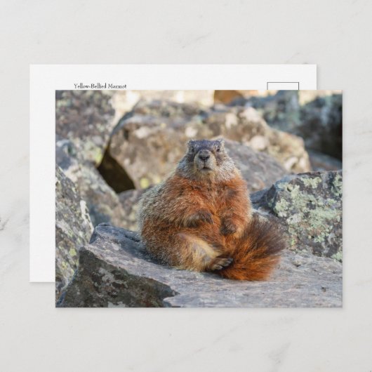 Geel-Bellied Marmot Briefkaart (Voorkant / Achterkant)