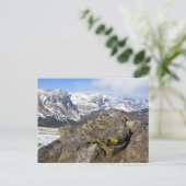 Geel-Bellied Marmot Gazing in het Rocky Mountains Briefkaart (Staand voorkant)