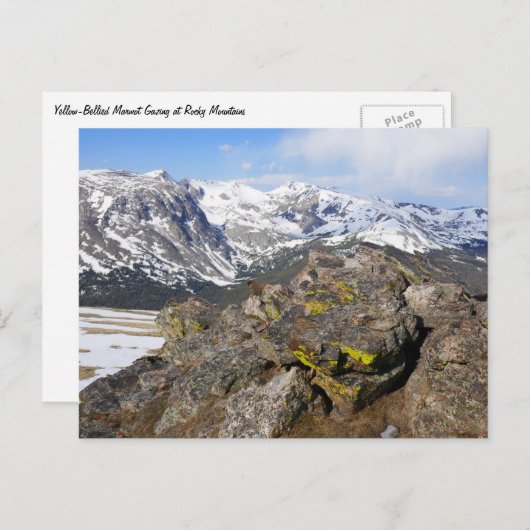 Geel-Bellied Marmot Gazing in het Rocky Mountains Briefkaart (Voorkant / Achterkant)