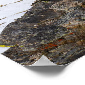 Geel-Bellied Marmot Gazing in het Rocky Mountains Poster (Hoek)