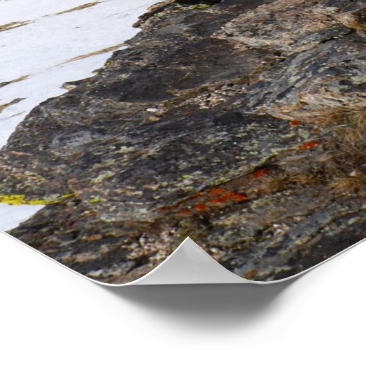 Geel-Bellied Marmot Gazing in het Rocky Mountains Poster (Hoek)