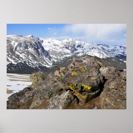 Geel-Bellied Marmot Gazing in het Rocky Mountains Poster (Voorkant)