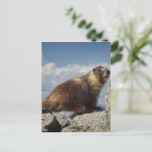 Geel Bellied Marmot in Yosemite Briefkaart (Staand voorkant)