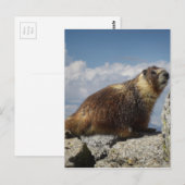 Geel Bellied Marmot in Yosemite Briefkaart (Voorkant / Achterkant)