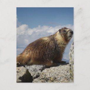 Geel Bellied Marmot in Yosemite Briefkaart
