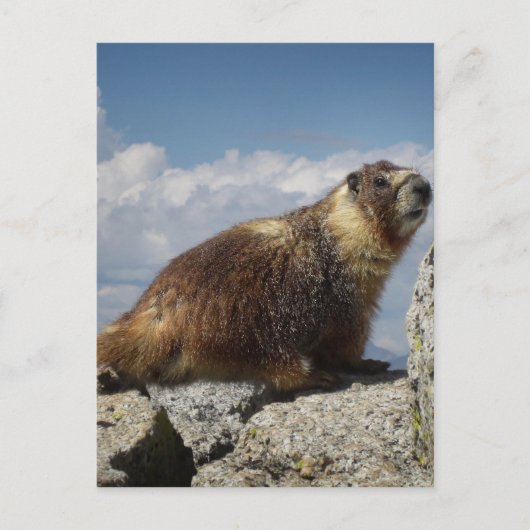 Geel Bellied Marmot in Yosemite Briefkaart (Voorkant)