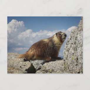 Geel Bellied Marmot in Yosemite Briefkaart