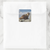 Geel Bellied Marmot in Yosemite Vierkante Sticker (Tas)