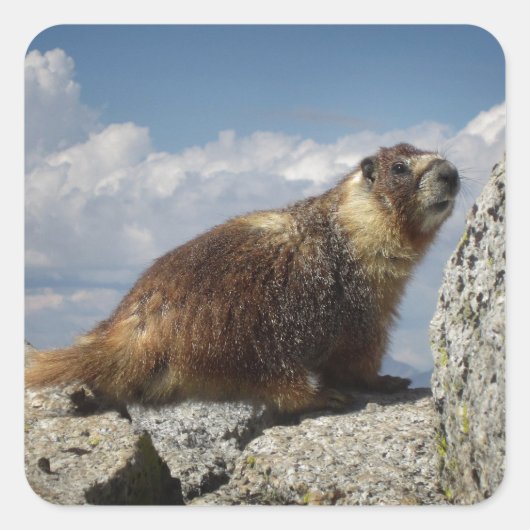 Geel Bellied Marmot in Yosemite Vierkante Sticker (Voorkant)