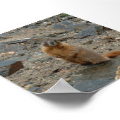 Geel-Bellied Marmot Poster (Hoek)