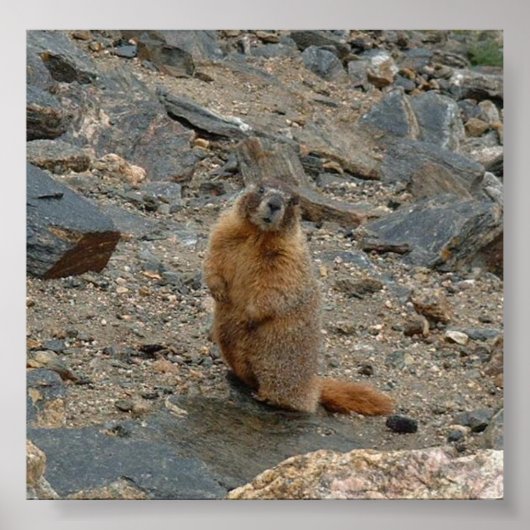 Geel-Bellied Marmot Poster (Voorkant)