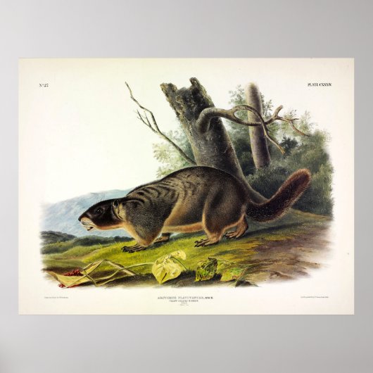 Geel-bellied Marmot, Rock Chuck van Audubon Poster (Voorkant)