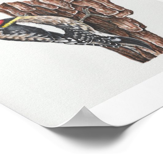 Geel-bellied Sapsucker Art Print (Hoek)