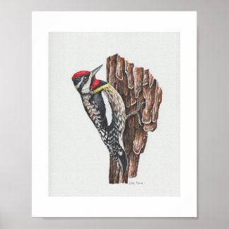 Geel-bellied Sapsucker Art Print