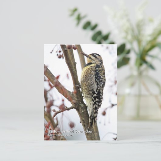Geel-Bellied Sapsucker Briefkaart (Staand voorkant)