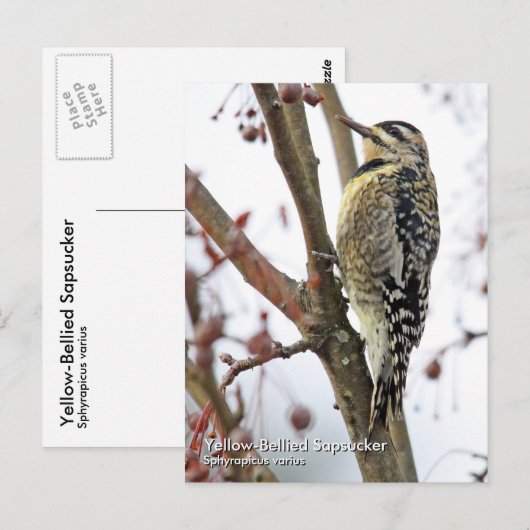 Geel-Bellied Sapsucker Briefkaart (Voorkant / Achterkant)