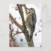 Geel-Bellied Sapsucker Briefkaart (Voorkant)