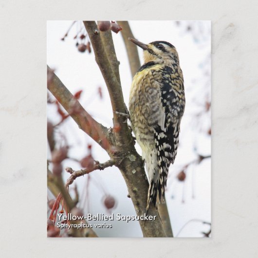 Geel-Bellied Sapsucker Briefkaart (Voorkant)