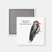Geel-Bellied Sapsucker Magneet (Voorkant / Achterkant)