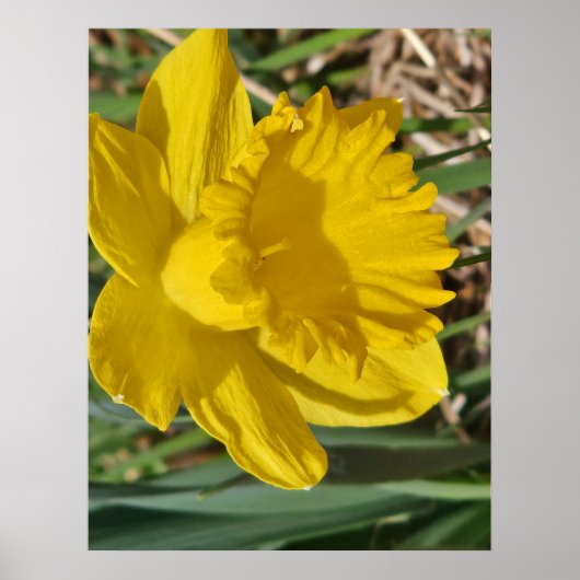 Geel bloemenposter poster (Voorkant)