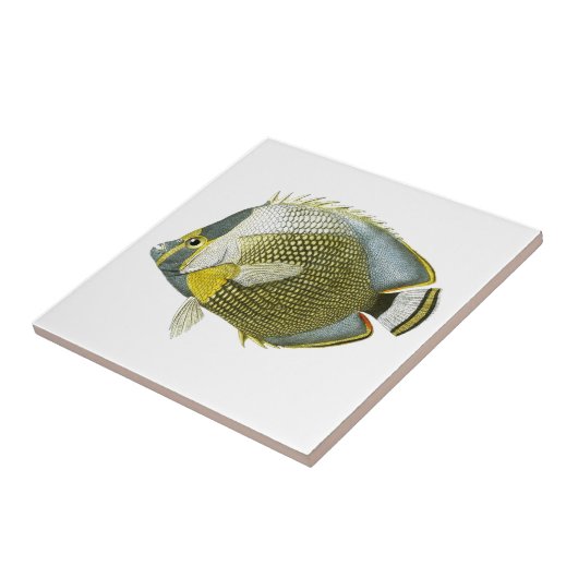 Geel Blue Butterfly Fish no.11. Home Decor Tegeltje (Zijkant)
