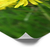 geel, boterbloem, plant, paardenbloem, weide, poster (Hoek)