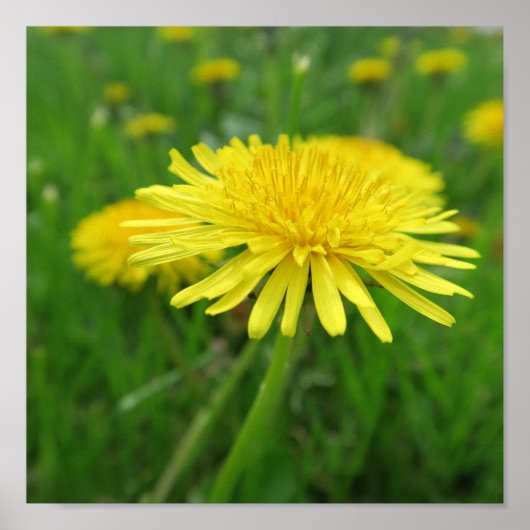 geel, boterbloem, plant, paardenbloem, weide, poster (Voorkant)