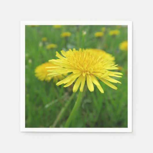 geel, boterbloem, plant, paardenbloem, weide, servet (Voorkant)