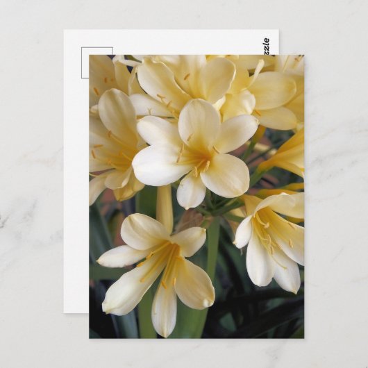 GEEL BRIEFKAART (Voorkant / Achterkant)