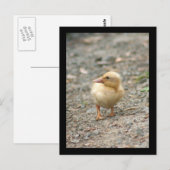 Geel briefkaart (Voorkant / Achterkant)